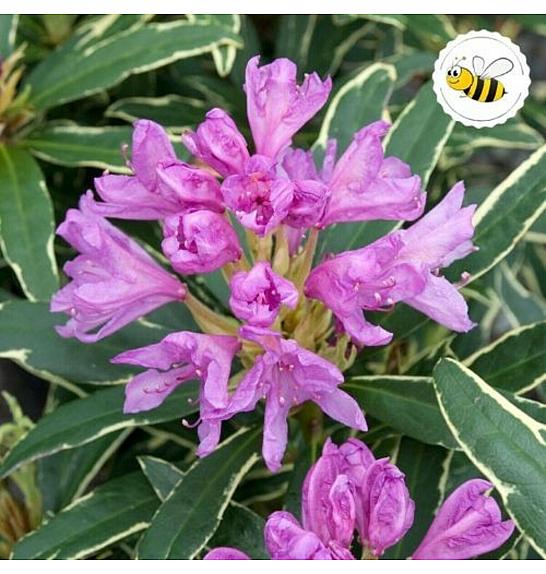 Rhododendron Ponticum Variegatum C5 Lit. 40-50 cm