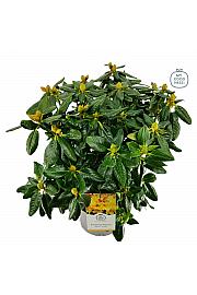 Rododendron Nancy Evans C5 Lit. 40-50 cm