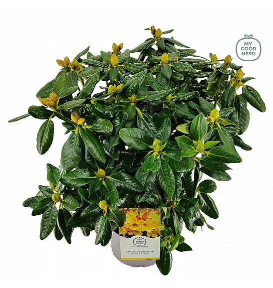 Rododendron Nancy Evans C5 Lit. 40-50 cm