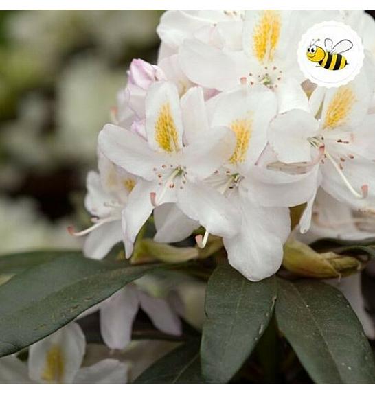 Rhododendron Madame Mason C2 Lit. 30-35 cm