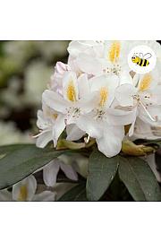 Rododendron Madame Mason C2 Lit. 30-35 cm