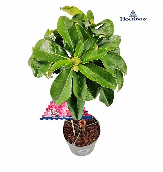 Hibridni rododendron XXL C3 Lit. Na stabljici 30 cm