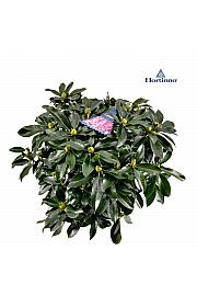 Rododendron XXL ® C15 Lit. 80-90 cm