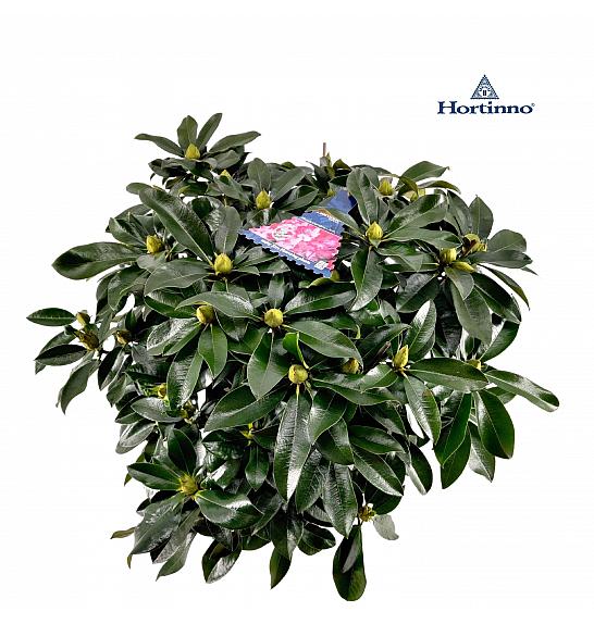 Rododendron XXL ® C15 Lit. 80-90 cm