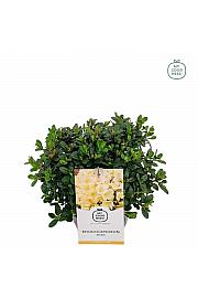 Hibridni rododendron Wren C2 Lit. 20-25 cm