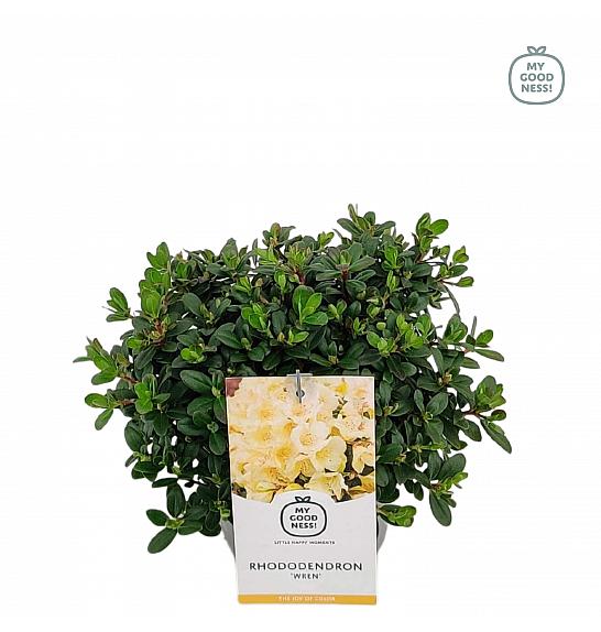 Hibridni rododendron Wren C2 Lit. 20-25 cm