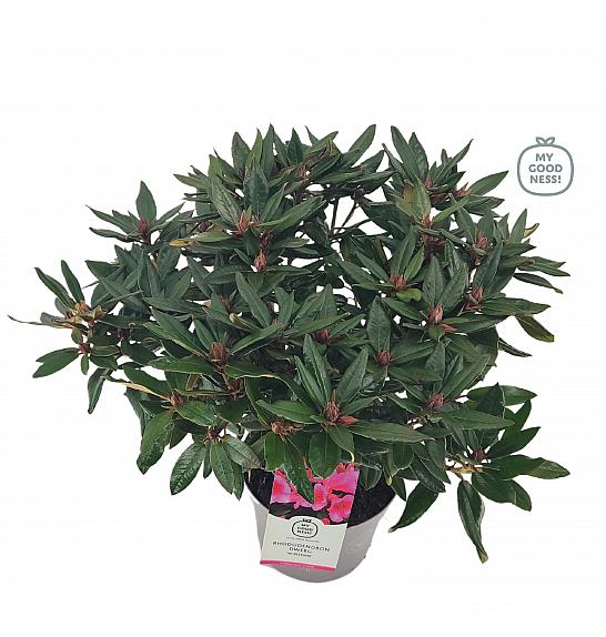 Rhododendron hybrid Winsome C4 Lit. 25-35 cm