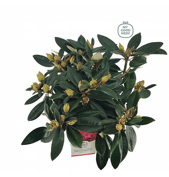 Rhododendron hybrid Volblut C4 Lit. 30-40 cm