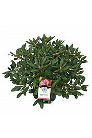 Rhododendron hybrid Virginia Richards C25 Lit. 100 cm