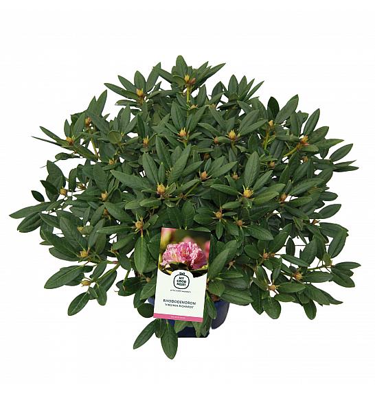 Rhododendron hybrid Virginia Richards C25 Lit. 100 cm