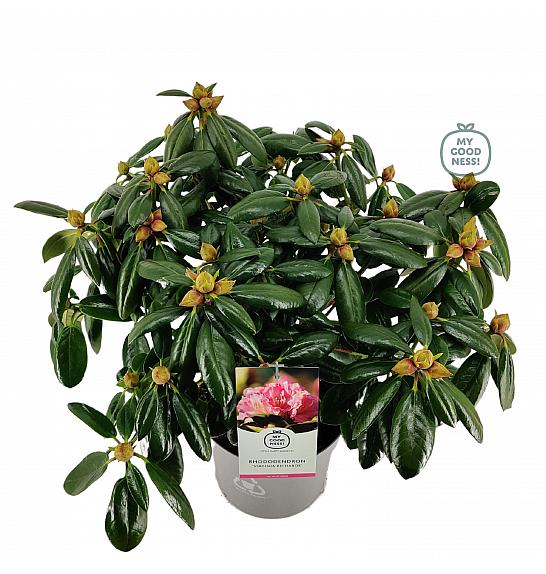 Hibridni rododendron Virginia Richard C5 Lit. 40-50 cm