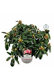 Rhododendron hybrid Virginia Richard C5 Lit. 40-50 cm