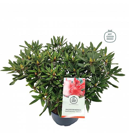 Rhododendron hybrid Tortoiseshell Orange C15 Lit. 70-80 cm