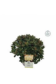 Hibridni rododendron Shamrock C4 Lit. 25-35 cm