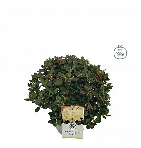 Hibridni rododendron Shamrock C4 Lit. 25-35 cm