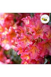 Rhododendron hybrid Scyphocalix C5 Lit. 40-50 cm