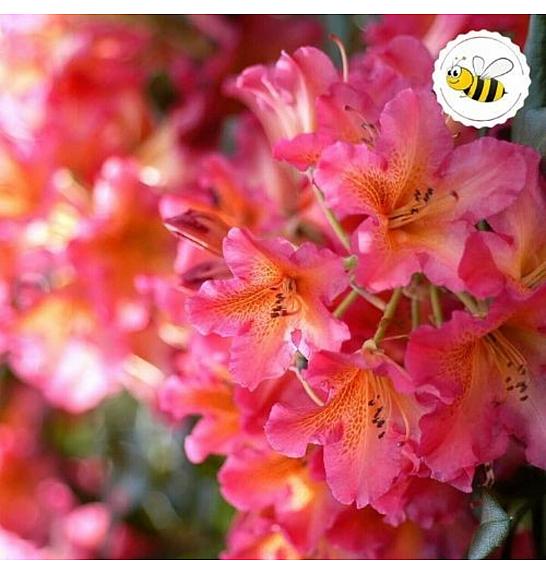 Rhododendron hybrid Scyphocalix C5 Lit. 40-50 cm