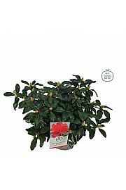 Hibridni rododendron Scarlet Wonder C4 Lit. 25-35 cm