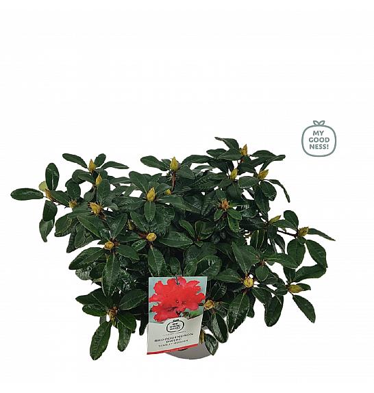 Hibridni rododendron Scarlet Wonder C4 Lit. 25-35 cm