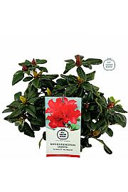 Hibridni rododendron Scarlet Wonder C2 Lit. 20-25 cm
