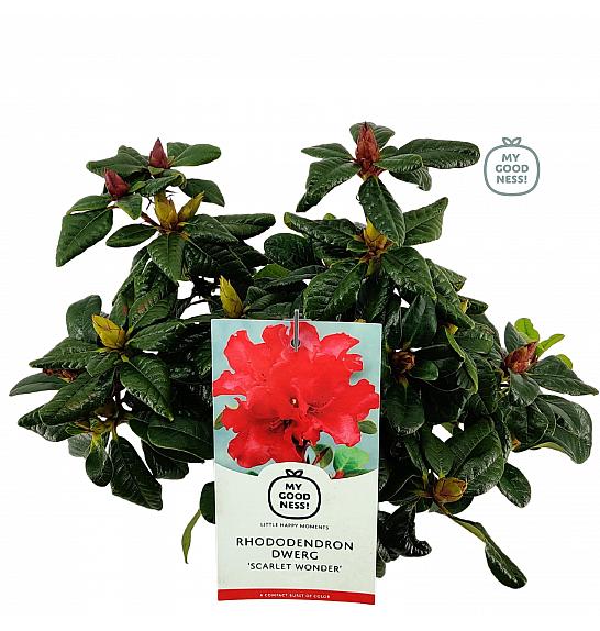 Rhododendron hybrid Scarlet Wonder C2 Lit. 20-25 cm