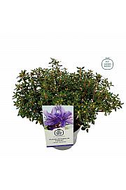 Rhododendron hybrid Saint Merryn C2 Lit. 20-25 cm