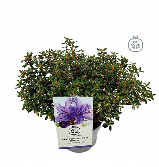 Rhododendron hybrid Saint Merryn C2 Lit. 20-25 cm
