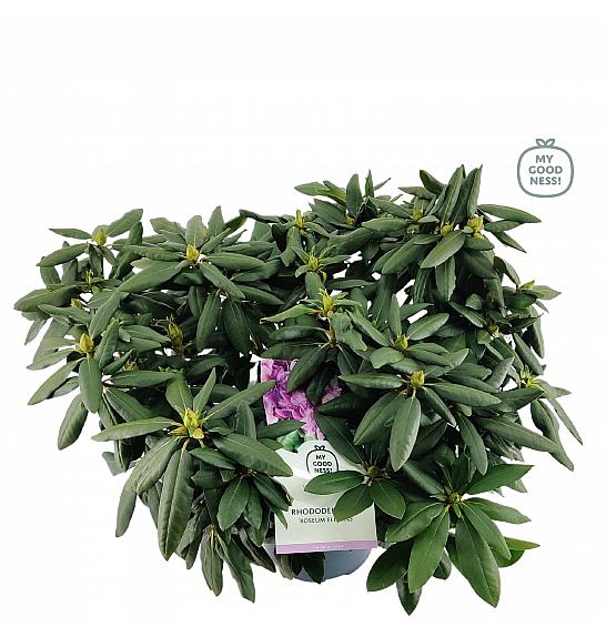 Hibridni rododendron Roseum Elegans C7,5 lit. 50-60 cm