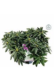 Rhododendron hybrid Roseum Elegans C7,5 Lit. 50-60 cm