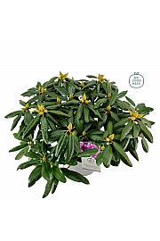 Rhododendron hybrid Roseum Elegans C5 Lit. 40-50 cm