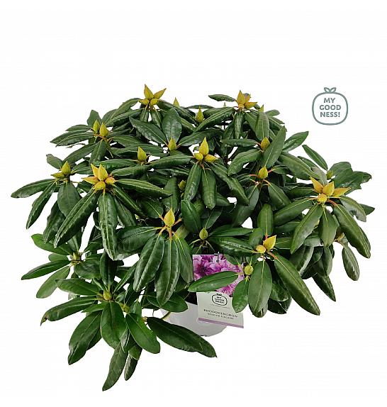 Rhododendron hybrid Roseum Elegans C5 Lit. 40-50 cm