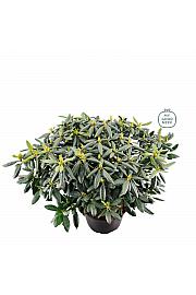 Rhododendron hybrid Roseum Elegans C25 Lit. 100 cm