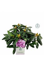 Rhododendron hybrid Roseum Elegans C2 Lit. 30-35 cm