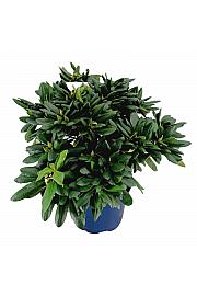Rhododendron hybrid Roseum Elegance C15 Lit. 70-80 cm