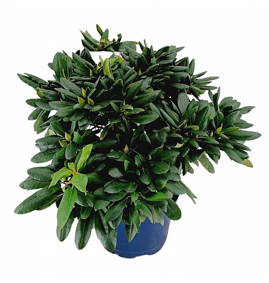 Rhododendron hybrid Roseum Elegance C15 Lit. 70-80 cm