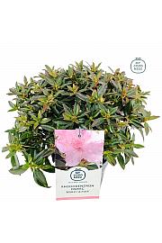Rhododendron hybrid Robert Seleger C2 Lit. 20-25 cm