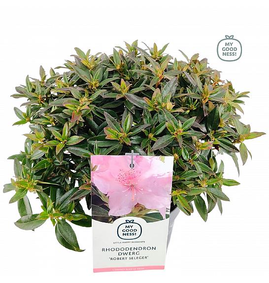 Rhododendron hybrid Robert Seleger C2 Lit. 20-25 cm