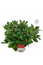Rhododendron hybrid Red Jack C5 Lit. 40-50 cm