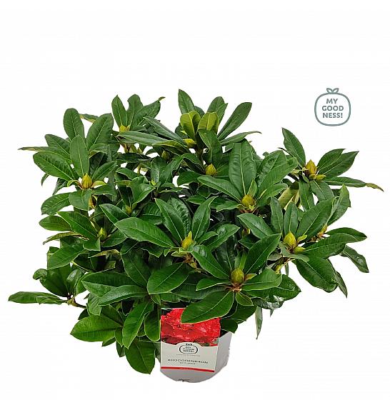 Rhododendron hybrid Red Jack C5 Lit. 40-50 cm