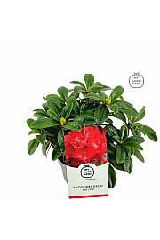 Rhododendron hybrid Red Jack C2 Lit. 30-35 cm