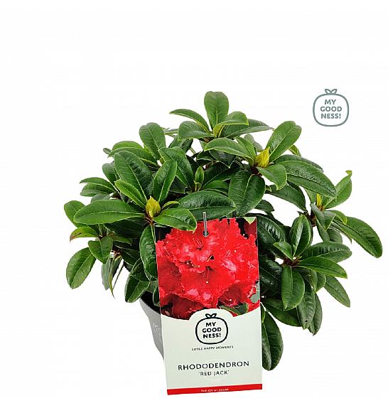 Rhododendron hybrid Red Jack C2 Lit. 30-35 cm