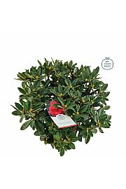 Rhododendron hybrid Red Jack C15 Lit. 70-80 cm