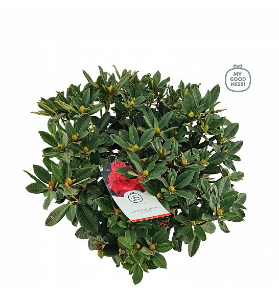 Rhododendron hybrid Red Jack C15 Lit. 70-80 cm