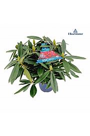 Rhododendron XXL Collection ® Red Devil C5 Lit. 40-45 cm