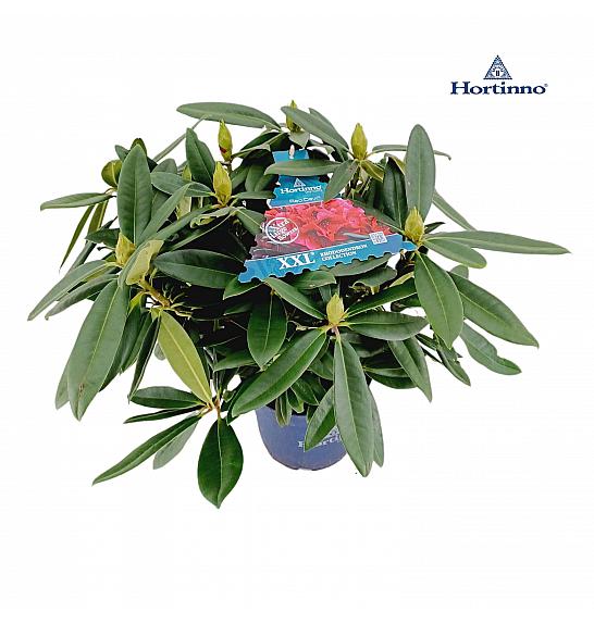 Rhododendron XXL Collection ® Red Devil C5 Lit. 40-45 cm
