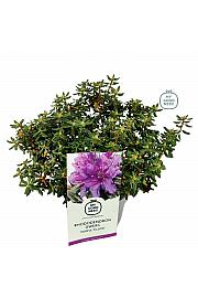Rododendron hibrid Purple Pillow C2 Lit. 20-25 cm