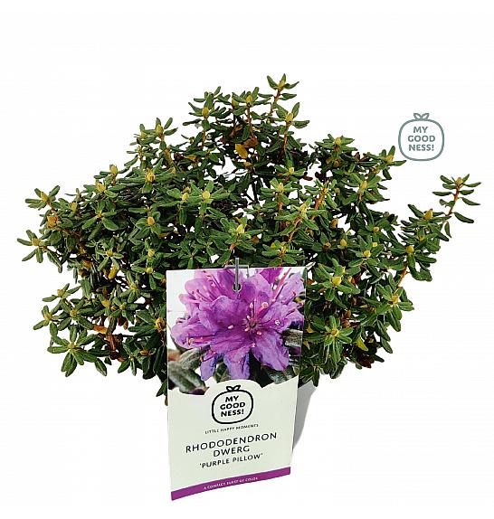 Rododendron hibrid Purple Pillow C2 Lit. 20-25 cm