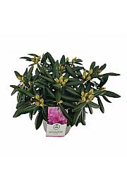 Rhododendron hybrid Polaris C4 Lit. 30-40 cm