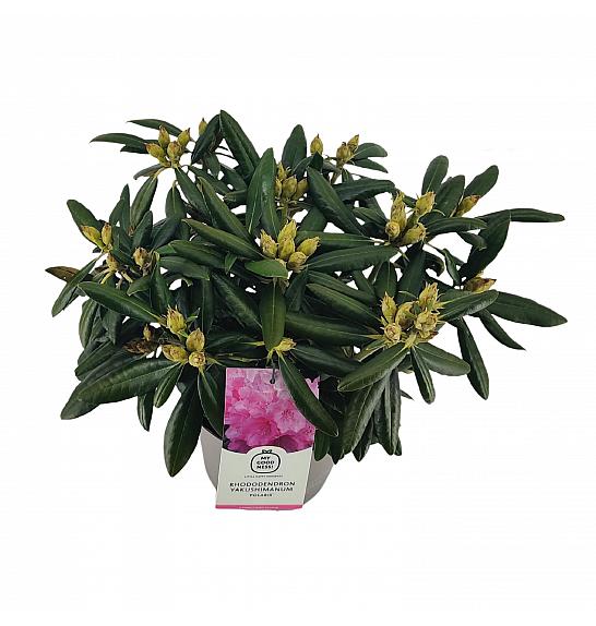 Rhododendron hybrid Polaris C4 Lit. 30-40 cm