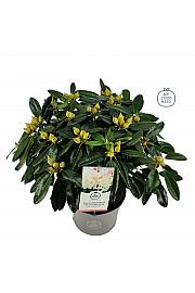 Hibridni rododendron Percy Wiseman C5 Lit. 40-50 cm